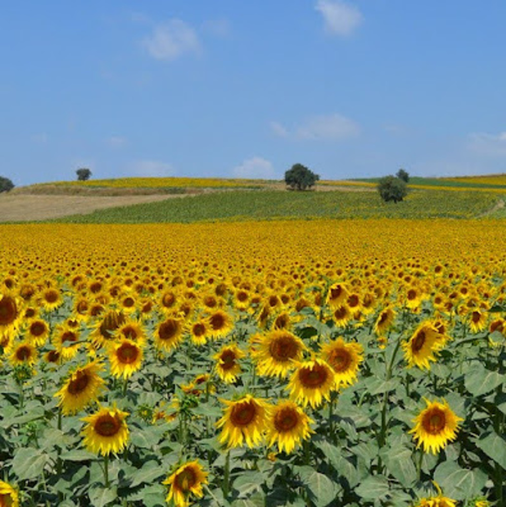 Meet your Posher, Sophia